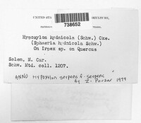 Nemania serpens image